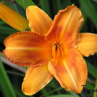 Hemerocallis (oranje varieteiten) - 