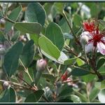 Feijoa sellowiana - Acca sellowiana