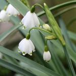 Leucojum aestivum - Nivéole d'été