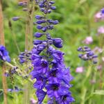 Delphinium 'Finsteraarhorn' - 