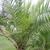 Phoenix canariensis