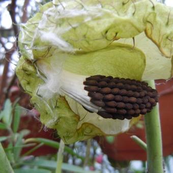 Gomphocarpus physocarpus