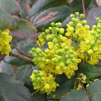 Mahonia aquifolium