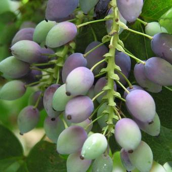 Mahonia aquifolium