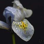 Iris 'Katharine Hodgkin' - 