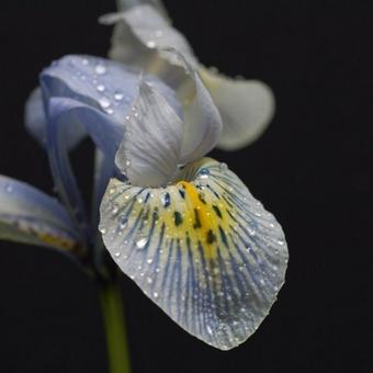 Iris 'Katharine Hodgkin'