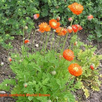 Meconopsis cambrica