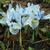 Iris 'Katharine Hodgkin'