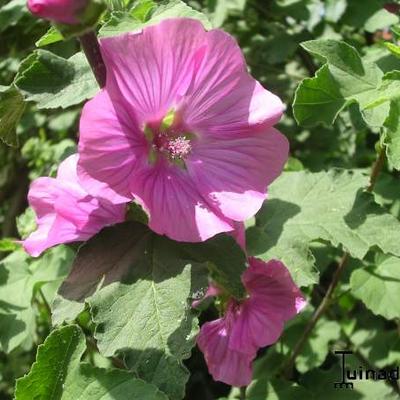 Lavatera x clementii 'Bredon Springs' - Lavatera x clementii 'Bredon Springs'