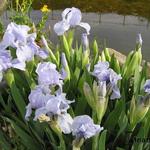 Iris pumila 'Little Sapphire' - 