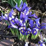 Iris reticulata 'Harmony' - 