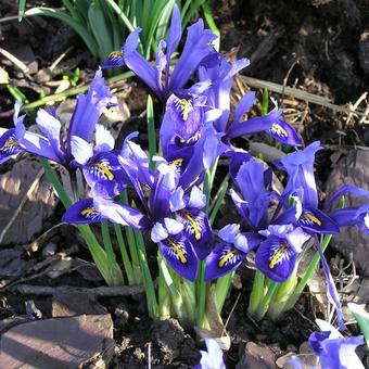 Iris reticulata 'Harmony'