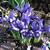 Iris reticulata 'Harmony'