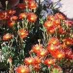 Lampranthus aurantiacus - Ficoïde orange