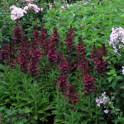 Lobelia x speciosa 'Dark Red' - 