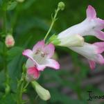 Penstemon 'Thorn' - 