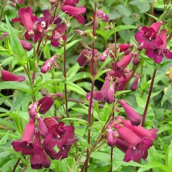 Penstemon