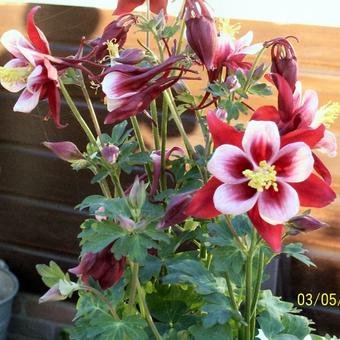 Aquilegia hybride