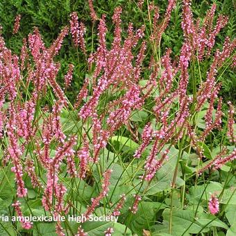 Persicaria amplexicaulis