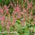 Persicaria amplexicaulis