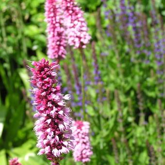 Persicaria bistorta