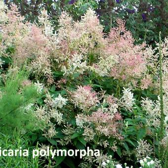 Persicaria polymorpha