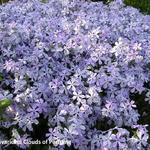 Phlox divaricata - 