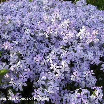 Phlox divaricata