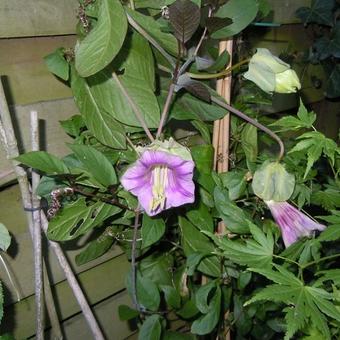 Cobaea scandens