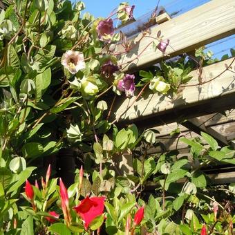 Cobaea scandens