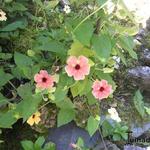 Thunbergia alata - Schwarzäugige Susanne