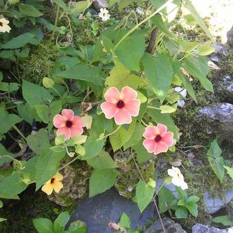 Thunbergia alata