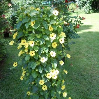 Thunbergia alata