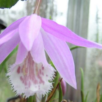 Pleione formosana