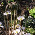 Podophyllum  - 