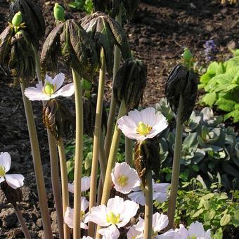 Podophyllum