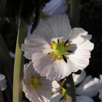 Podophyllum