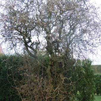 Corylus avellana 'Contorta'