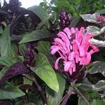 Justicia carnea  - 