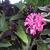 Justicia carnea