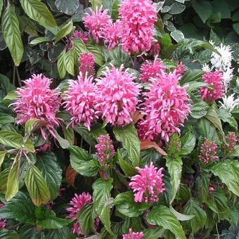 Justicia carnea