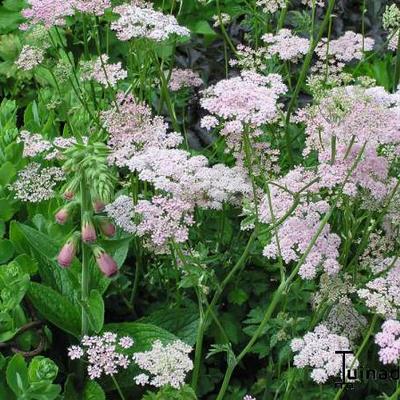 Pimpinella major 'Rosea' - Pimpinella major 'Rosea'