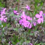 Phlox procumbens 'Rosea' - 