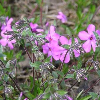 Phlox procumbens 'Rosea'