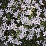 Ornithogalum pyramidale - 