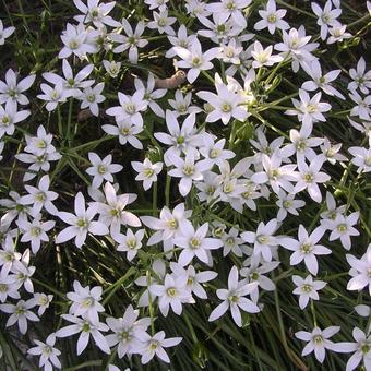 Ornithogalum pyramidale