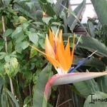 Strelitzia reginae - 