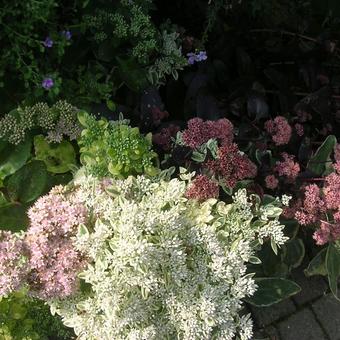 Sedum (Hoog type)