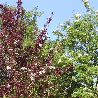 Sorbus aucuparia