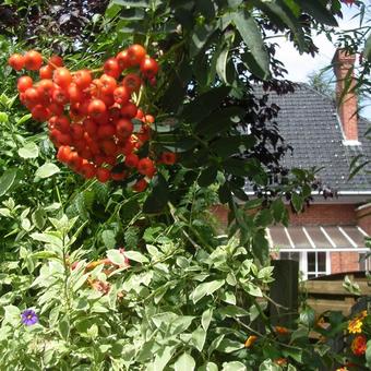 Sorbus aucuparia